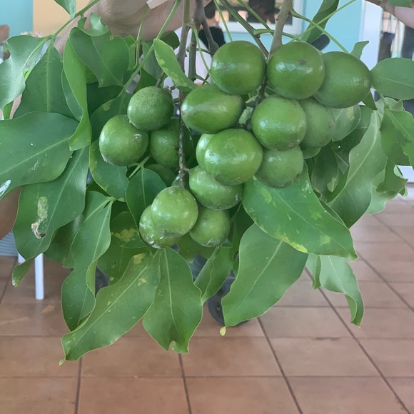 Meet your Posher, Nelly - Picture 1 of 1